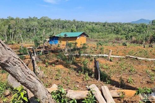 Tăng cường các biện pháp bảo vệ rừng, ngăn chặn tình trạng chống người thi hành công vụ