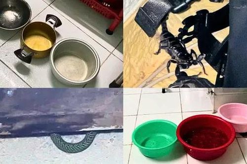 Sinh viên lo sợ vì rắn, bọ cạp… vào phòng trọ