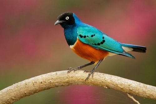 Loài chim gây kinh ngạc vì biết giúp đỡ nhau như người