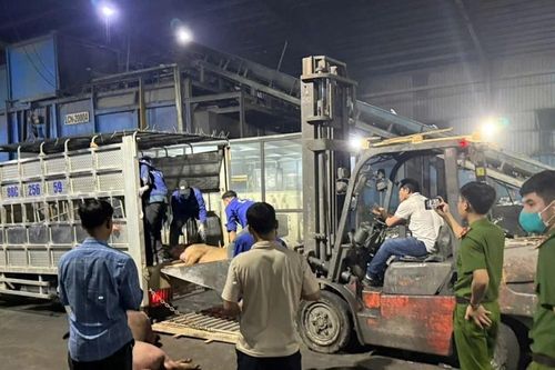 Vĩnh Phúc phát hiện 1 tấn thịt lợn chết đang đi tiêu thụ