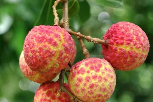 18 quả vải giá 1 triệu đồng gây sốt có gì đặc biệt?