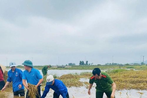 Quân đội, công an lội nước giúp dân gặt lúa, dọn nhà sau lũ