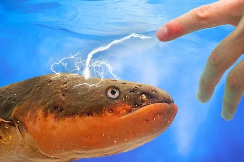 Trình làng loại pin độc đáo lấy cảm hứng từ cá chình điện