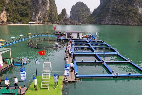 Có bảo hiểm, nuôi trồng thủy sản sẽ phát triển quy mô lớn