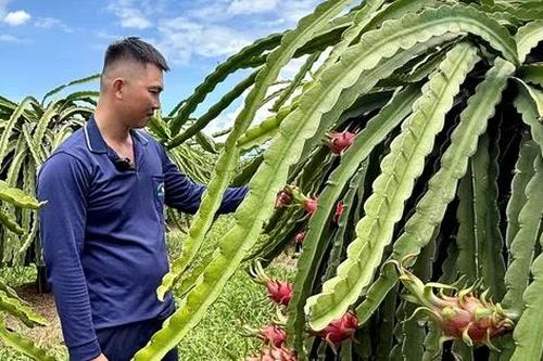 Giá Thanh Long 'rẻ như bèo'
