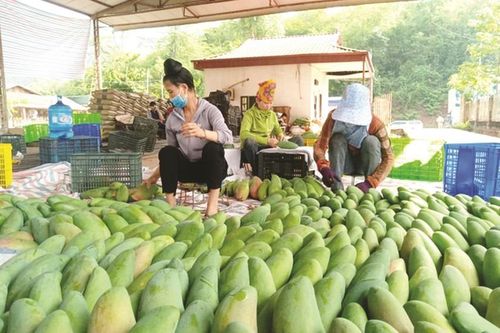 Xoài Việt Nam đang 'làm mưa làm gió' ở Trung Quốc
