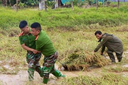 Hình ảnh Công an Hà Tĩnh lội ruộng gặt lúa giúp người dân sau lũ