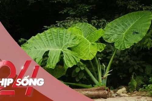 NHỊP SỐNG 24: Trào lưu chụp ảnh 'người tí hon' với cây ráy khổng lồ tại Cúc Phương