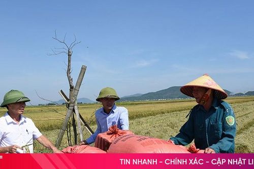 Lúa hữu cơ thắng lớn trên đồng ruộng Kỳ Anh