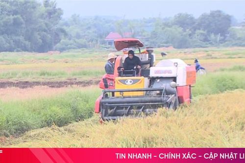 Khẩn trương thu hoạch lúa xuân sau mưa lũ