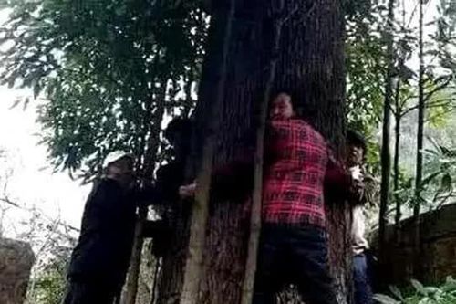 Lão nông dân phát hiện 3 cây gỗ quý hơn 1.000 năm tuổi trong vườn nhà, thương gia ra giá hơn 900 tỷ đồng vẫn quyết không bán
