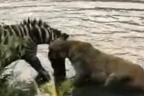 CLIP: Sư tử suýt chết đuối khi bị ngựa vằn 'phản công' trong cuộc truy sát kịch tính