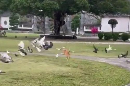 CLIP: Mãn nhãn trước màn săn bồ câu siêu điêu luyện của mèo nhà
