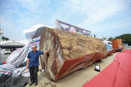 Khúc gỗ cẩm lai châu Phi tuổi thọ 5.000 năm, từng được rao bán hơn 10 tỷ đồng tại Việt Nam