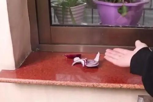 Chỉ với 1 củ hành tây đặt ở góc phòng, mẹo nhỏ đuổi côn trùng hiệu quả