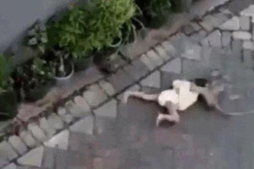 CLIP: Đang đi xe đạp, khỉ vội vàng phóng xuống rồi kéo lê bé gái trên đường