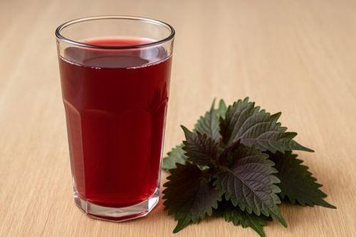 Rau tía tô quen thuộc giàu tiềm năng kháng viêm, hỗ trợ trí nhớ và miễn dịch