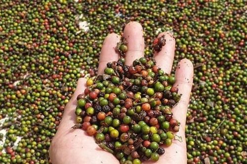Giá nông sản hôm nay (28/5): Cà phê, hồ tiêu cùng lấy lại đà tăng tại thị trường trong nước