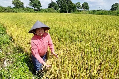 Kỳ vọng giống lúa mới chất lượng cao