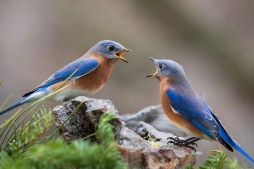 Chim sáo đá châu Phi cũng biết giúp đỡ 'có đi có lại' như con người