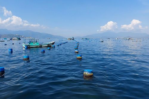Quyết liệt giải tỏa lồng bè trên vịnh Cam Ranh