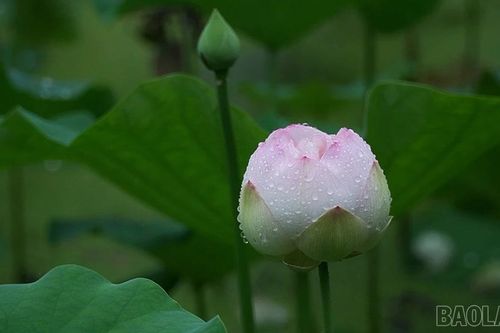 Ngát thơm hương sen giữa lòng thành phố