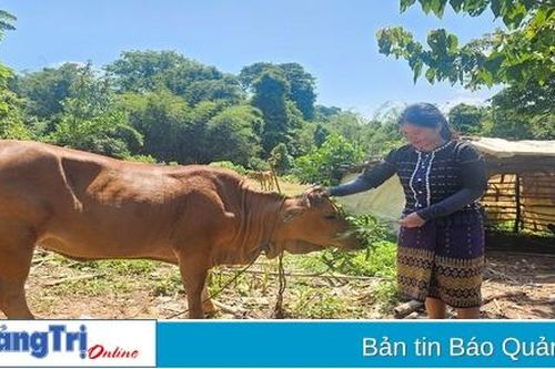 Nỗ lực thoát nghèo của nữ bí thư chi bộ thôn Trùm
