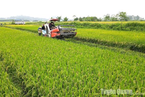 Nhiều địa phương thu hoạch lúa sớm