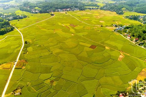 Phú Lương xây dựng thương hiệu gạo nếp Vải