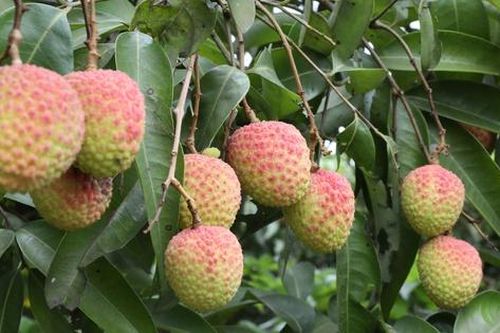 Phú Thọ: Quả đặc sản chín sớm đem lại hiệu quả kinh tế cao