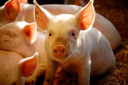 Heo giống Mỹ mất khách vì căng thẳng thuế quan