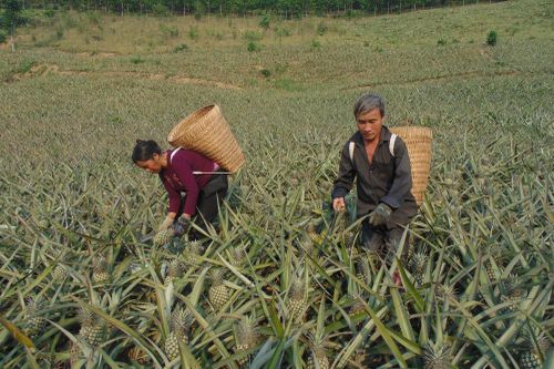 Đồng bào dân tộc thiểu số ở Mường Khương vươn mình nhờ HTX và khát vọng chuyển đổi số