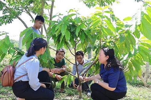 HTX phát triển vùng trồng Ca Cao: Lối đi mới cho nông dân ở Tân Biên