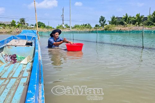 Hiệu quả nuôi sò huyết xen canh