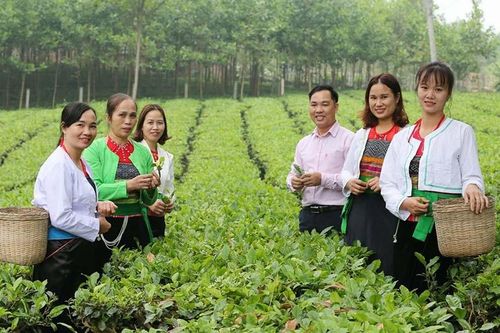 Ba Vì phát triển nông sản chủ lực gắn với du lịch, dịch vụ