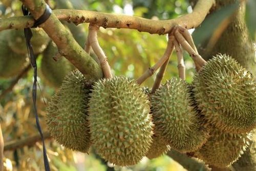 Sầu riêng chữa bệnh gì?