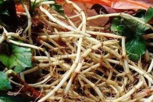 Rễ cây diếp cá thường bỏ đi nhưng ai ngờ lại có nhiều công dụng quý