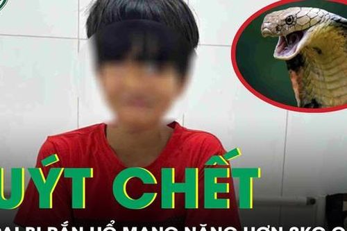 Bé trai 13 tuổi suýt chết vì bị rắn hổ mang nặng hơn 2kg cắn