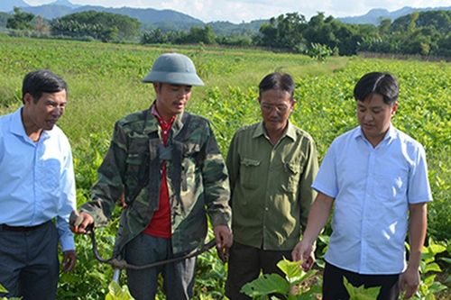 Hướng mạnh về cơ sở