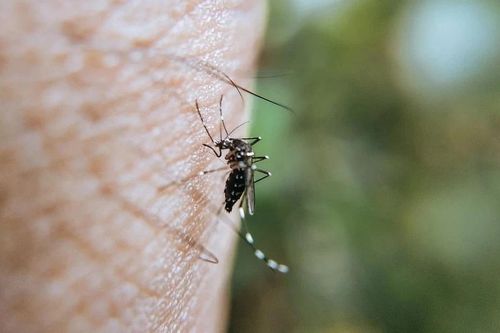 Muỗi vừa sinh sôi mưa đã dồn dập, sốt xuất huyết chực chờ bùng phát