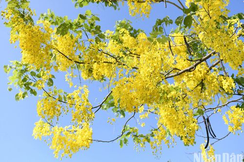 Hồ Tây thắp lửa vàng muồng hoàng yến