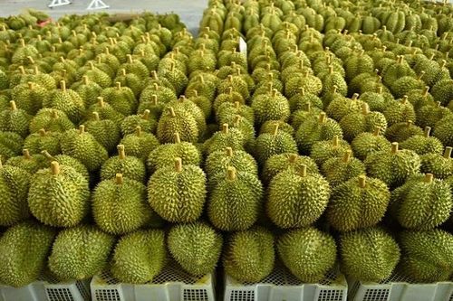 Gỡ vướng xuất khẩu nông sản, ưu tiên sầu riêng vào chính vụ
