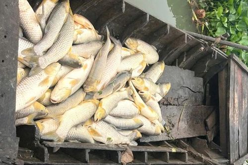 Cá bè trên sông Đồng Nai chết hàng loạt