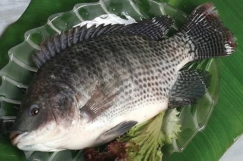 Loại cá từng bị 'chê lên chê xuống' nay bán 200.000 đồng/kg