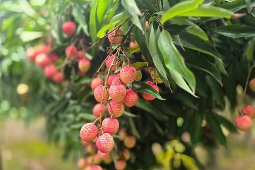 Vải thiều Thanh Hà - sản vật tiến vua, đặc sản xuất khẩu