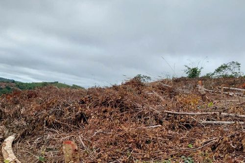 Gia Lai: Phó Chủ tịch HĐND xã phá hơn 3.000m2 rừng đặc dụng