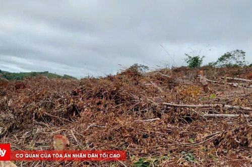 Bắt giam Phó Chủ tịch HĐND xã vì hủy hoại rừng