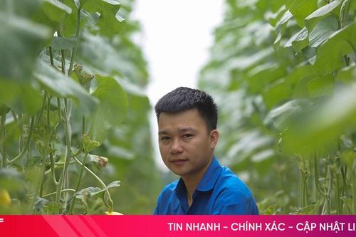 Vườn dưa lưới công nghệ cao trĩu quả ở Đức Thọ