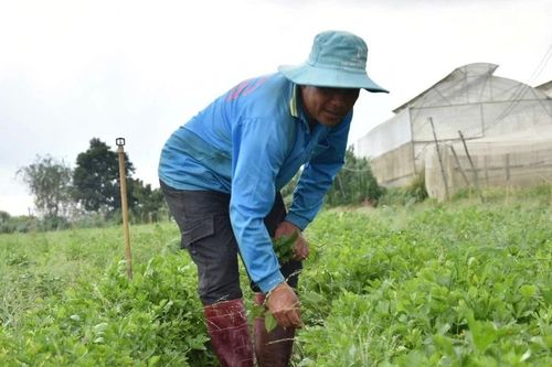 Cung vượt cầu, nông sản ở Lâm Đồng rớt giá 'triền miên'