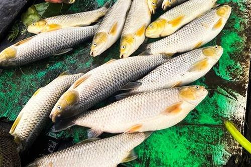 Hơn 6 tấn cá lồng bè trên sông Đồng Nai chết bất thường sau trận mưa lớn